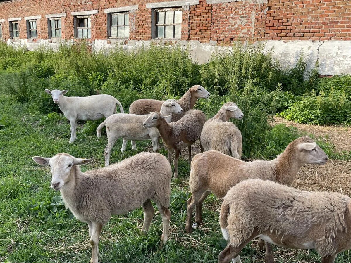 Породы Баранов Катумские. Катумская порода овец. Катумские овцы породы овец. Катумские овцы Псков. Купить овец омск