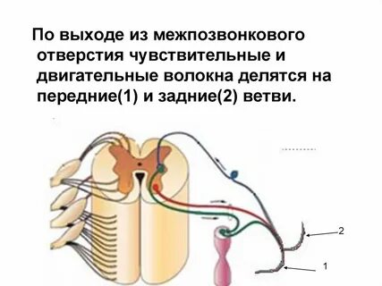 Двигательные волокна спинномозговых нервов образованы