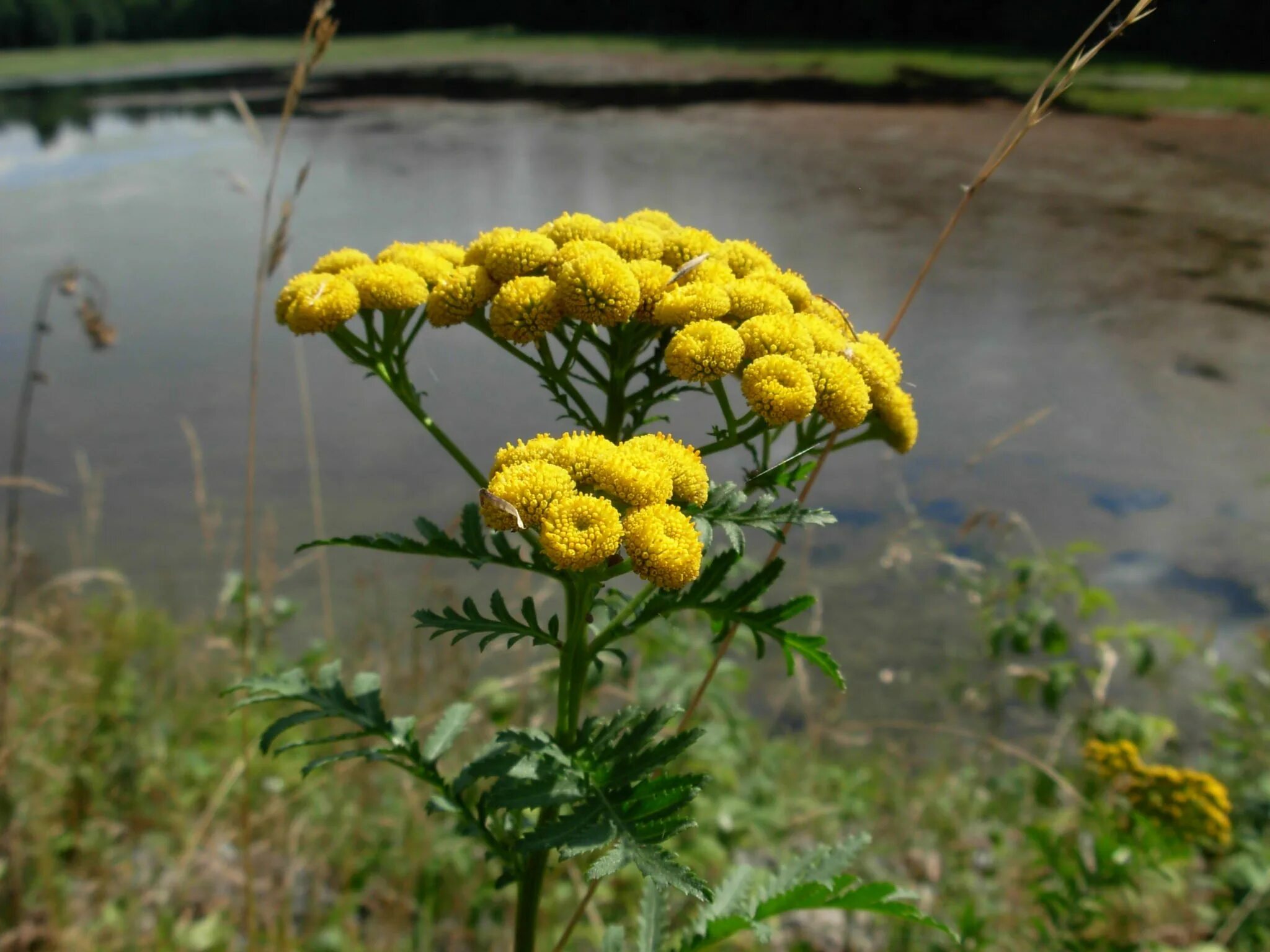 Пижма обыкновенная (tanacetum vulgare). Как выглядит пижма трава фото. Пижма уральская. Пижма соцветие. Танацетум вульгаре.
