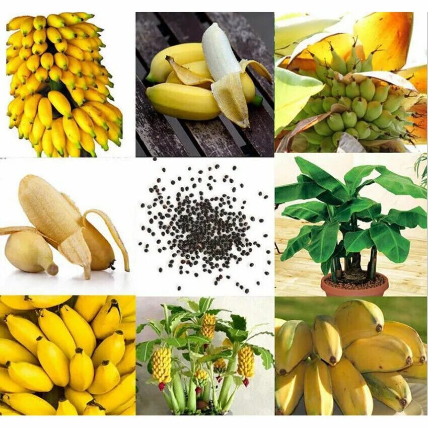 Где купить банан. Семена банана. Семена бананового дерева. Семечки банана. Семена карликового банана.
