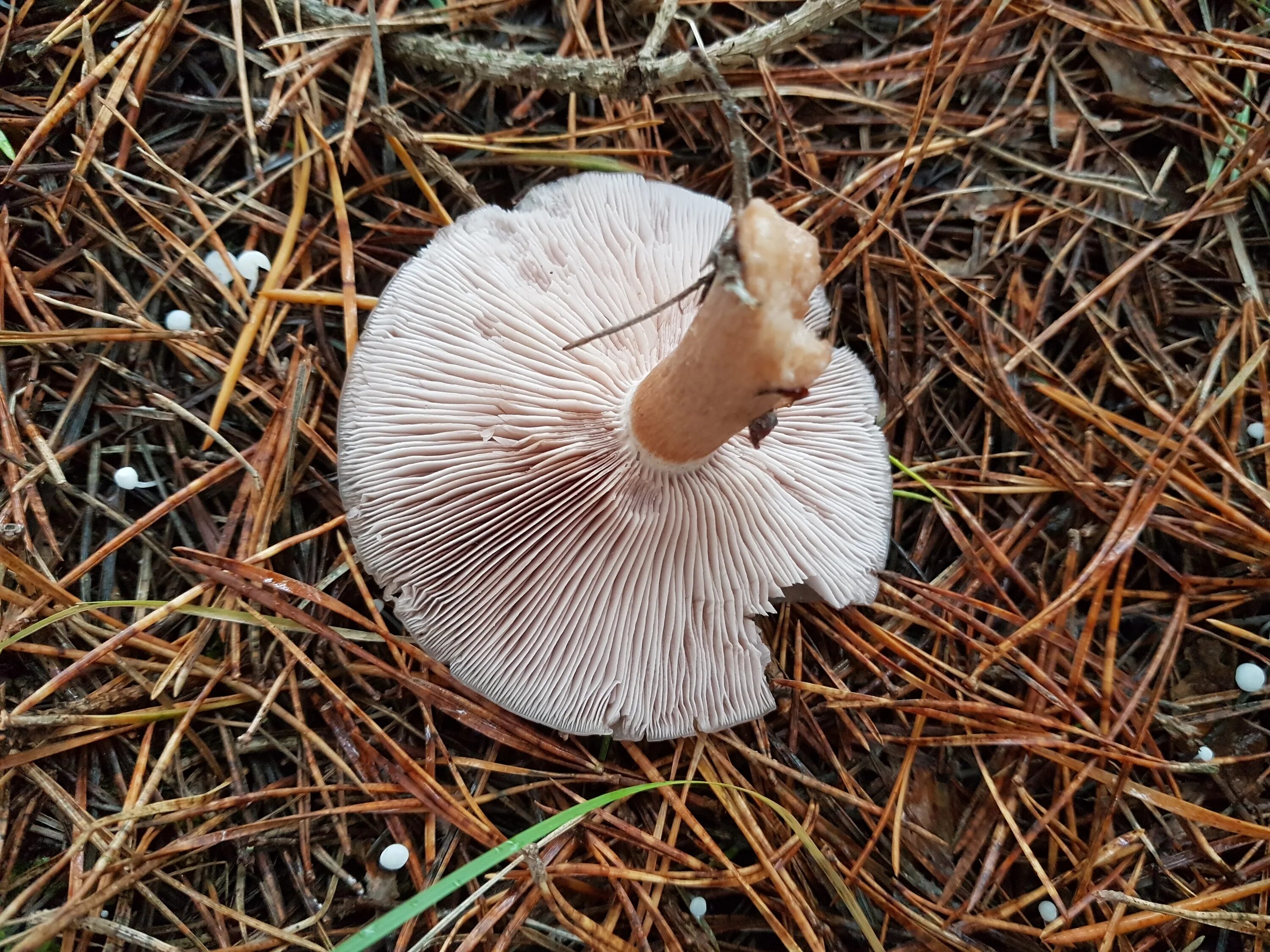 Ольховик гриб. Лозянка гриб. Pholiota astragalina. Гладуха. Лозянка гриб.