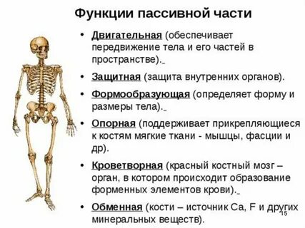 Какие особенности строения определяют эти свойства кости