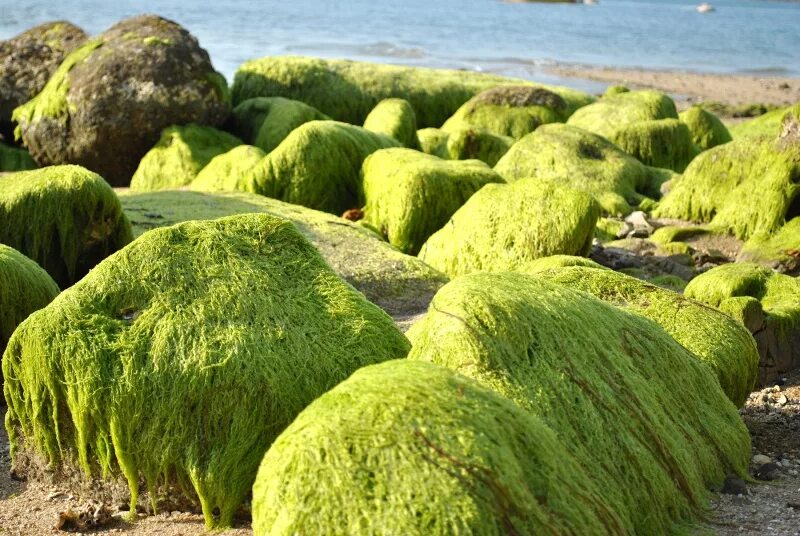 Аэрофильные водоросли. Водоросли нори. Водоросли нори растение. Водоросли нори в море.