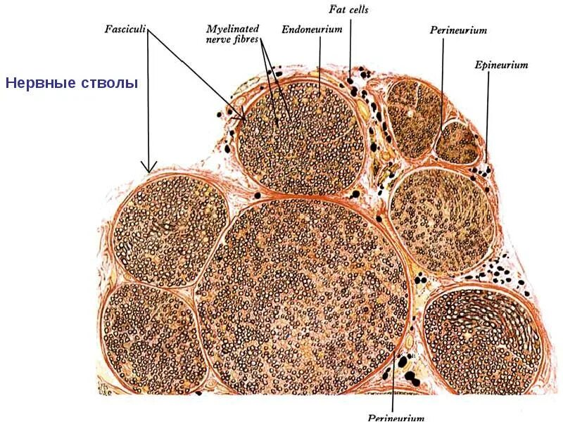 Внутреннее строение нерва. Поперечный срез нервного волокна гистология. Поперечный срез периферического нерва гистология. Периферический нерв гистология. Поперечный срез периферического нерва гистология препарат.