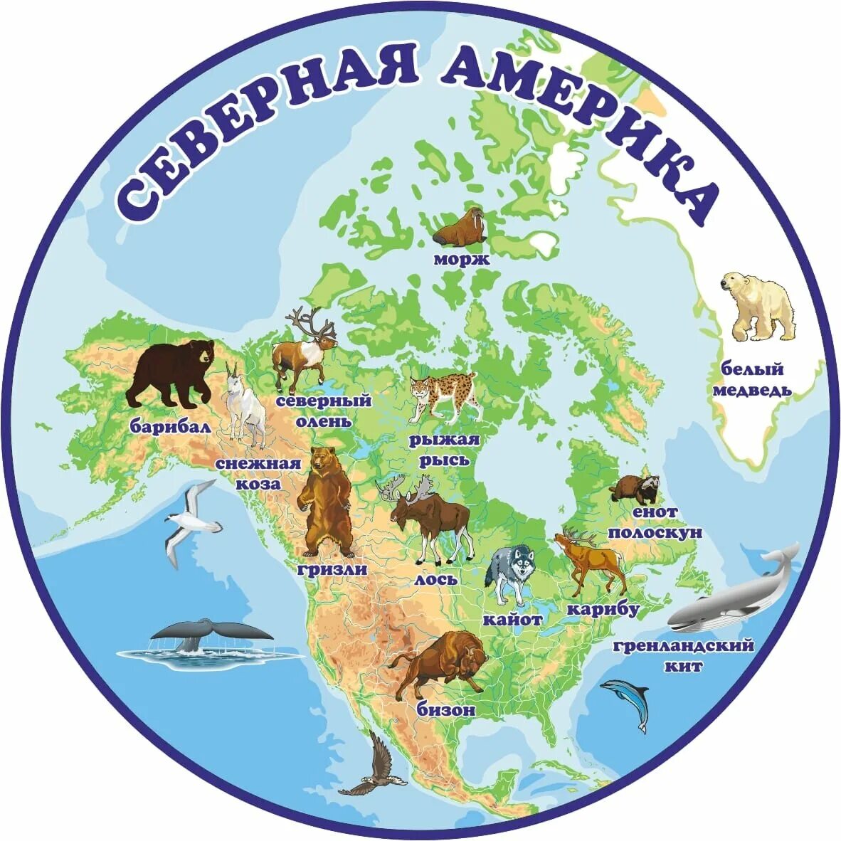 Животные континентов для детей. Северная Америка для детей. Материк Америка для детей. Северная Америка для дошкольников.