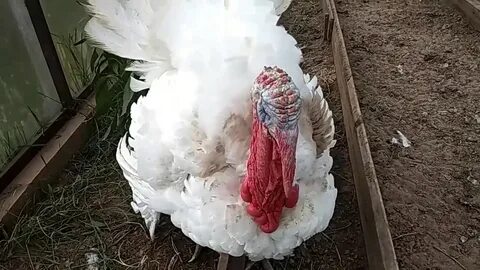 Индюки бройлеры
