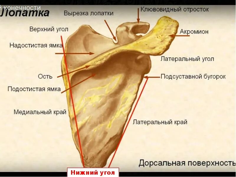Бугорки лопатки. Лопатка анатомия. строение лопатки. поверхности лопатки анатомия. угол лопатки.
