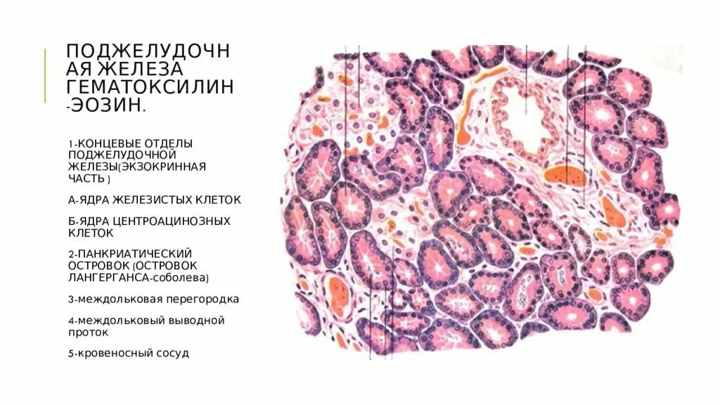 Эпителий печени и поджелудочной железы. Поджелудочная железа гистология препарат. Строение поджелудочной железы гистология. Гистологическое строение поджелудочной железы. Поджелудочная железа лошади гистология.