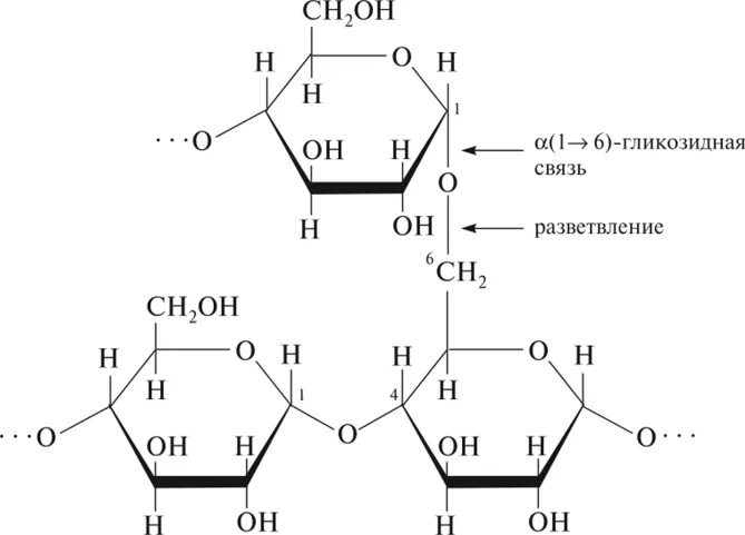 Связь 4 гликозидная. Альфа 1 4 гликозидная связь. Альфа и бета гликозидная связь. Альфа 1 6 гликозидная связь. 1 6 Гликозидная связь в крахмале.