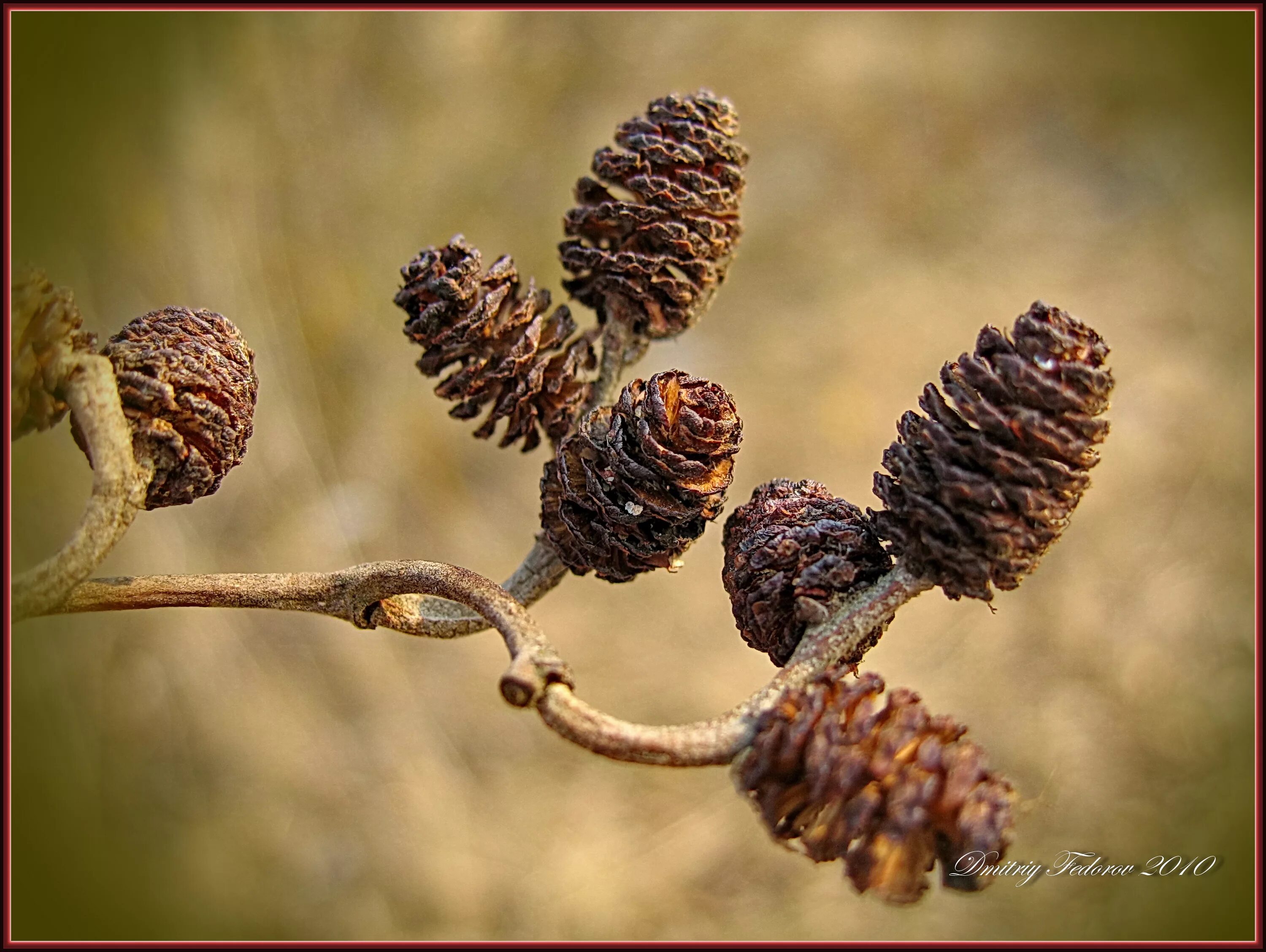 Ольха максимовича. Почки ольхи. Ольха почки ольхи. Ольха серая (álnus incána). Ольха побеги.