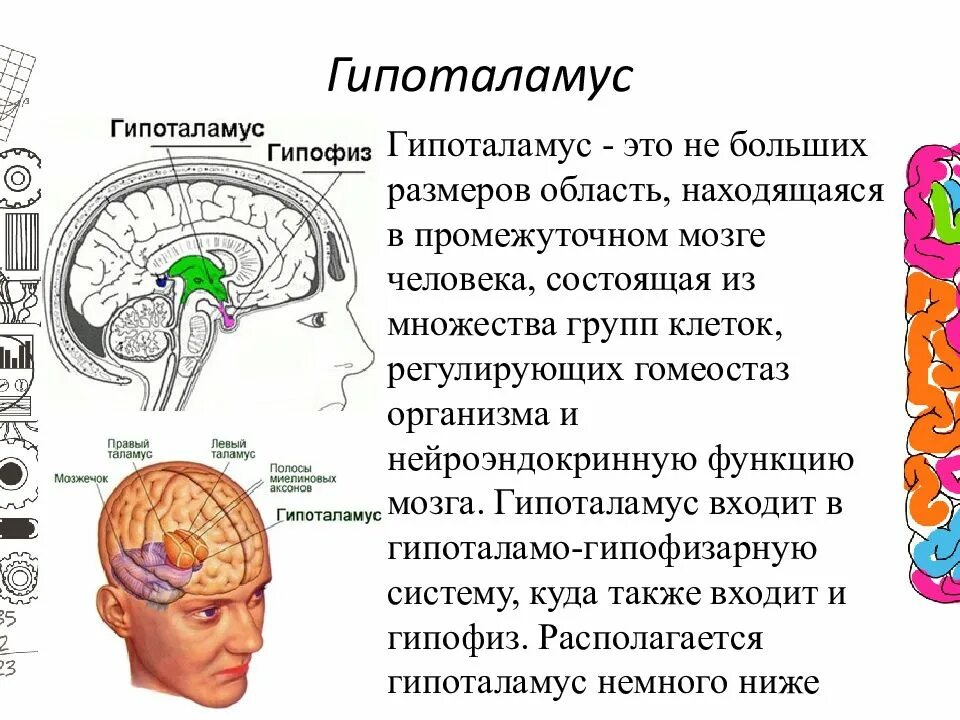 Гипофиз функции мозг. Гипоталамус в мозге. Гипоталамус за что отвечает. Мозг гипофиз и гипоталамус. Промежуточный мозг гипоталамус.