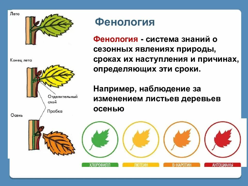 Изменениями в жизни растений и животных