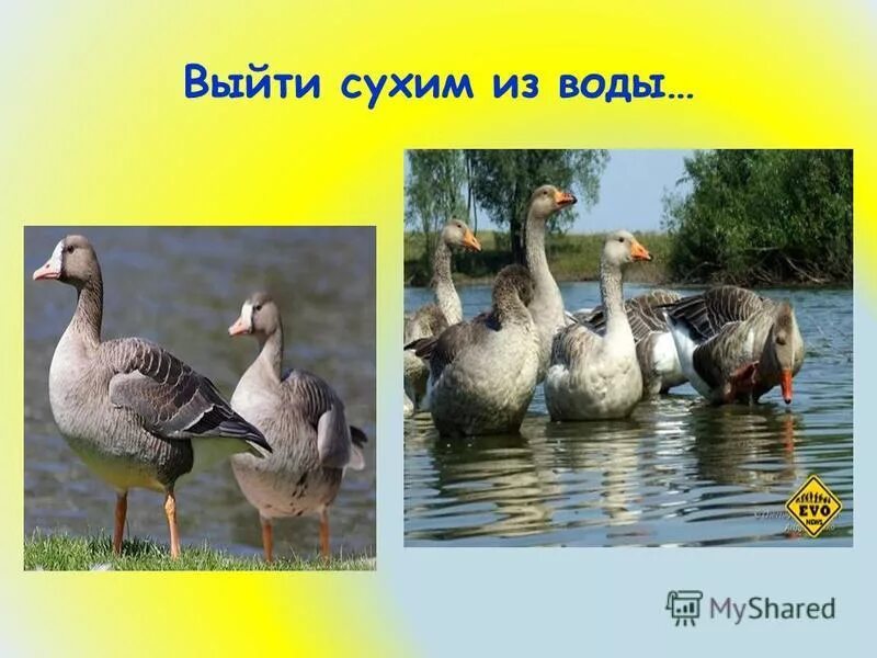 Выйти сухим из воды. Выйти сухим из воды рисунок. Выйти сухим из воды фразеологизм. Выйти сухим из воды картинка. Объясните значение фразеологизма выйти сухим из воды