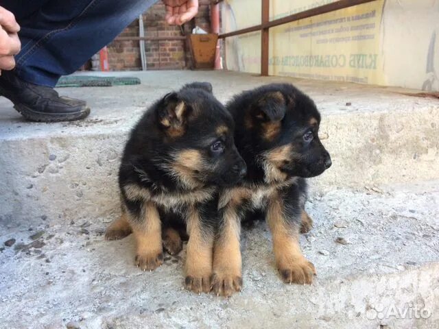 Кутята немецкой овчарки. Щенки немецкой овчарки питомник мвд. Кутята немецкой овчарки маленькие. Продам щенко вео в павлодаре без посредников. Чехословацкая овчарка.