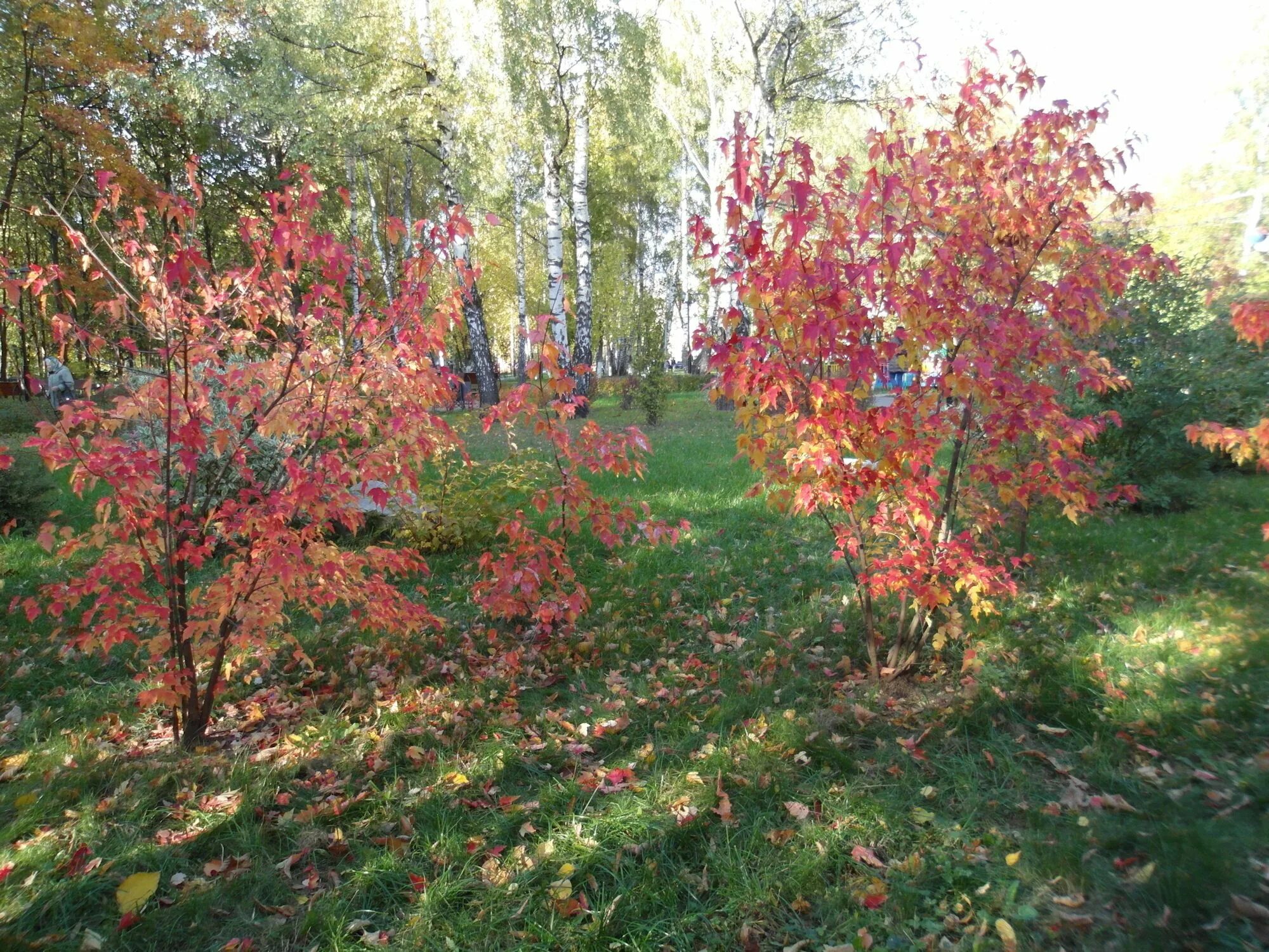 Сорт багряная. Лиловый золотой багряный. Багряный лес над поляной. Лес точно Терем расписной лиловый золотой багряный. Кубанское багряное.