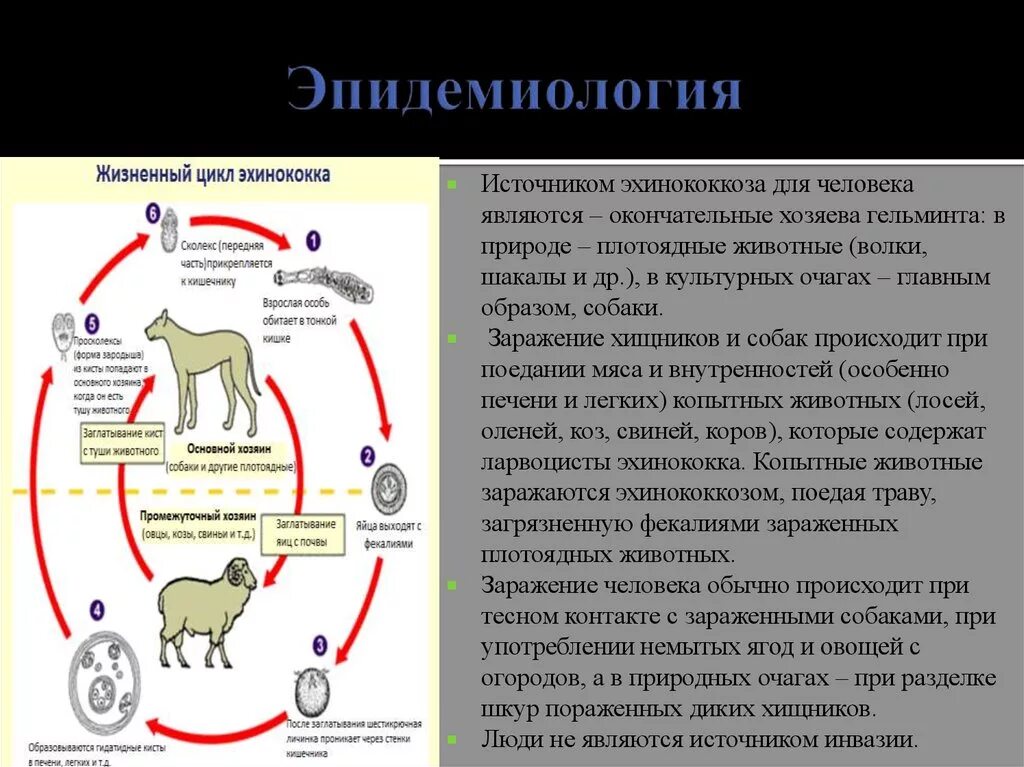 Эхиноккоз
