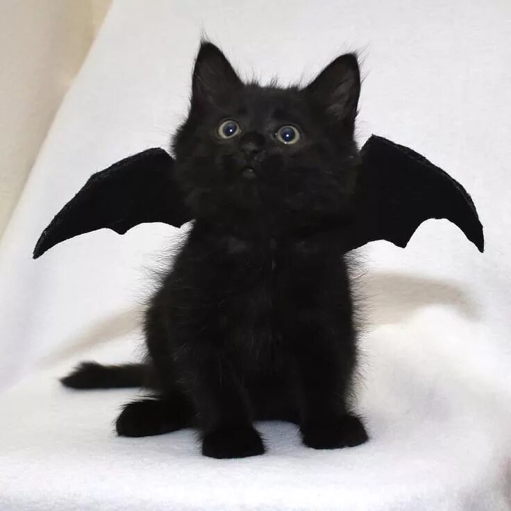 Как выглядит черная кошка stumblingoverchaos Cats, Black cat, Black cat pictures