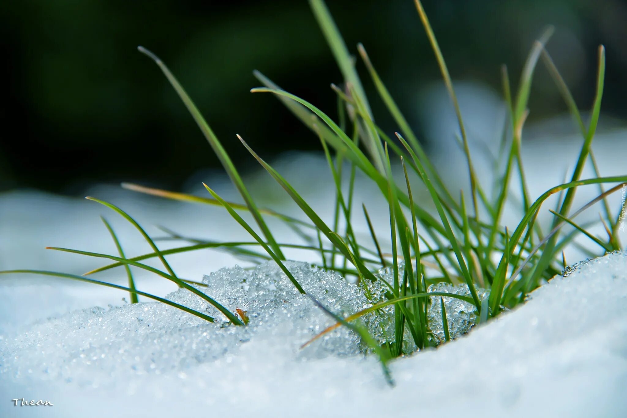 Под снегом есть воздух. Травинка под снегом. Снег на траве. Растения под снегом. Зеленые растения под снегом.