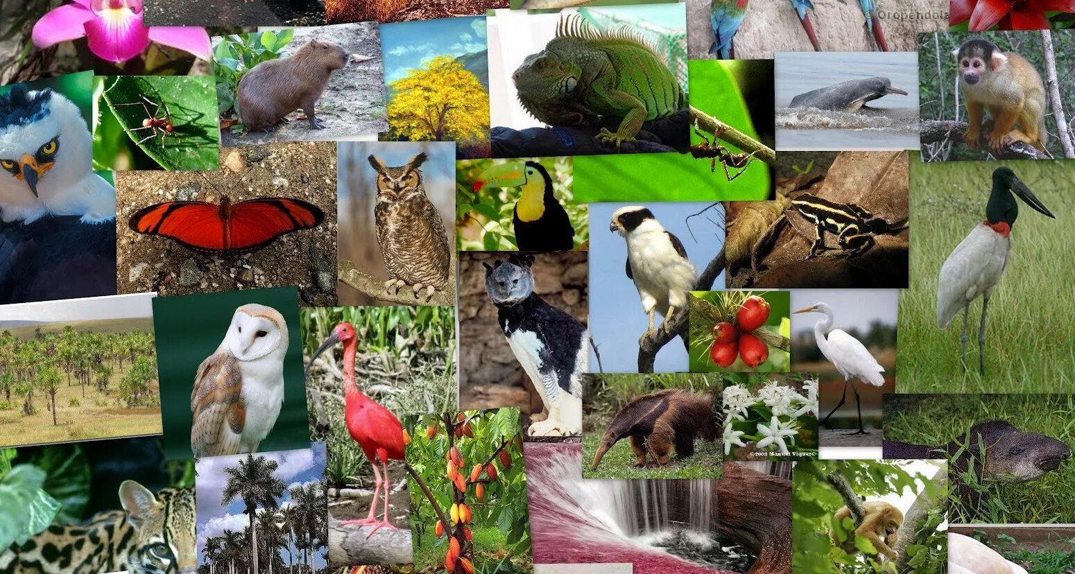Растительный и животный мир. Разнообразие животных. Растения и животные.