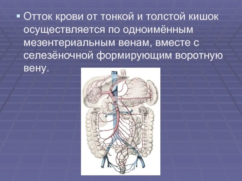 Венозный отток тонкой кишки. Отток крови от тонкой кишки. Венозный отток от тонкого кишечника. Острое мезентериальное кровообращение