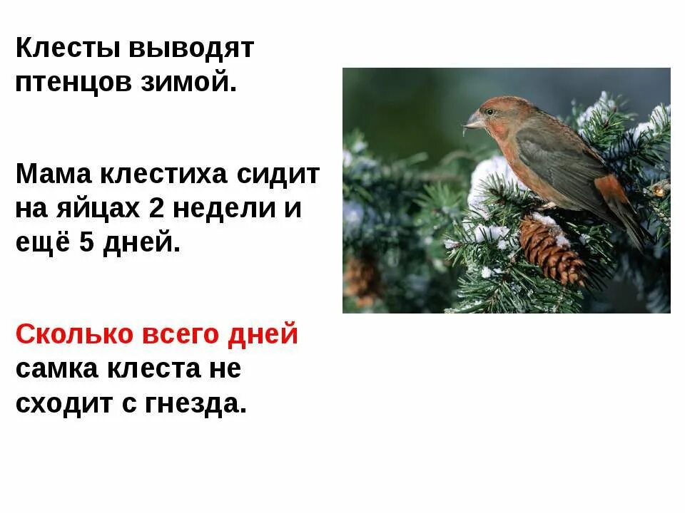 Какая птица выводит птенцов. Клест выводит птенцов. клесты выводят птенцов зимой. клест выводит птенцов зимой. птица выводящая птенцов зимой.
