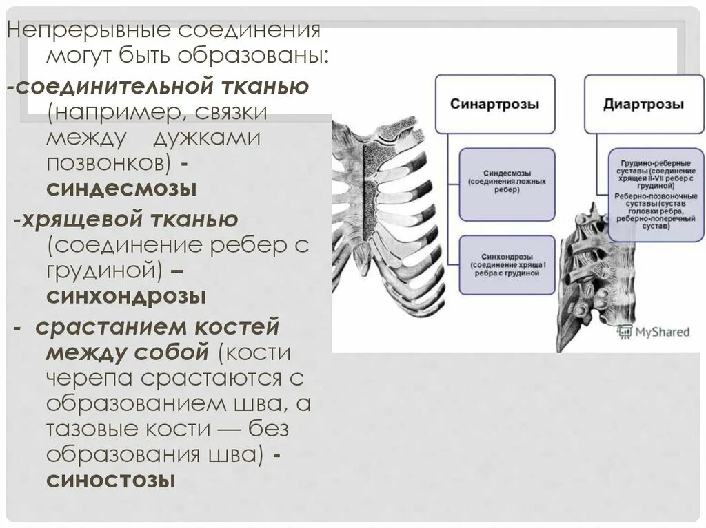 Соединение костей ребер. Синхондроз синостоз. Синхондрозы позвоночного столба. Синхондрозы грудной клетки. Непрерывные соединения грудной клетки.