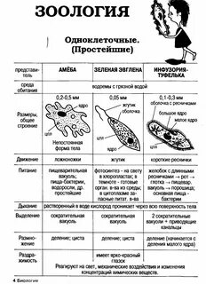 Сходство и различие простейших таблица 7 класс