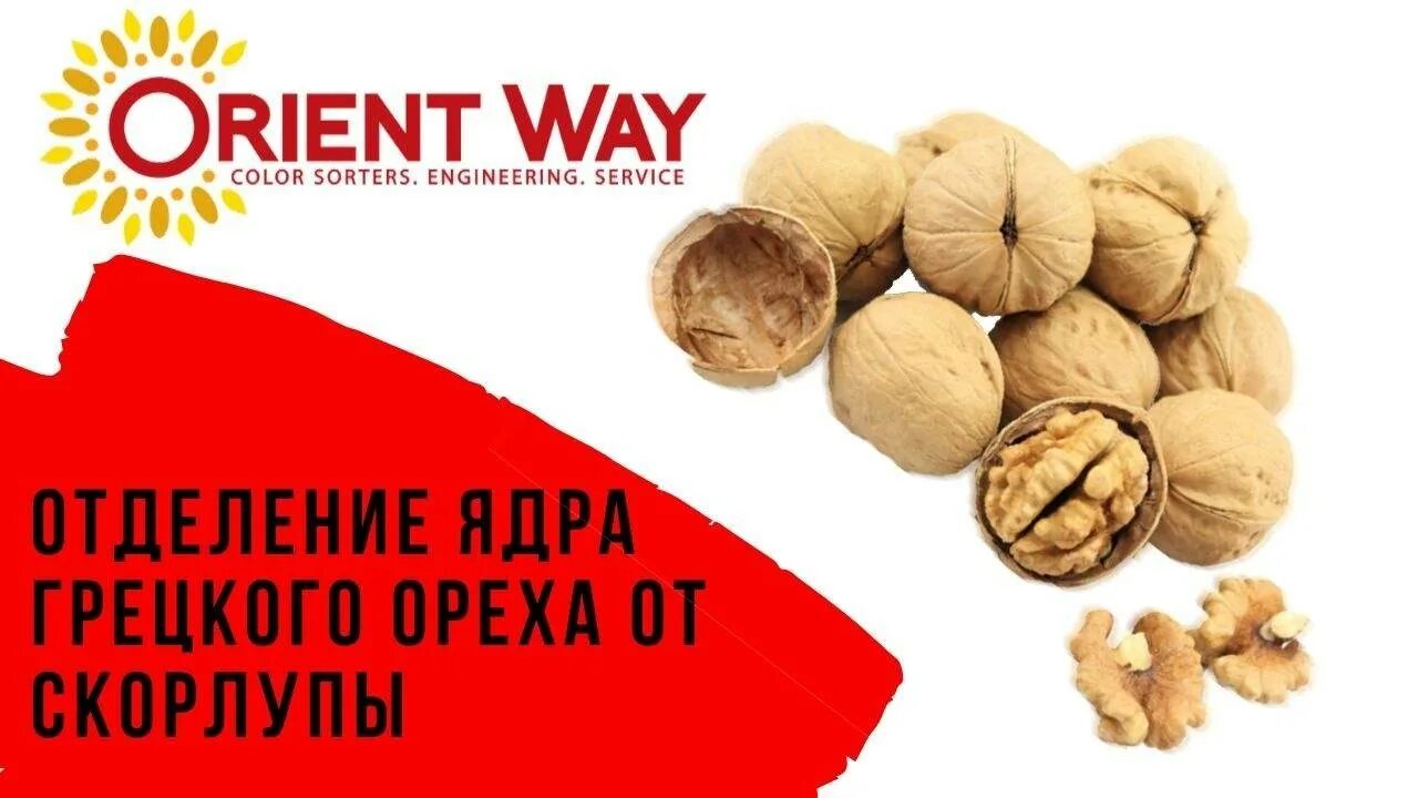 Сколько ядер в грецком орехе