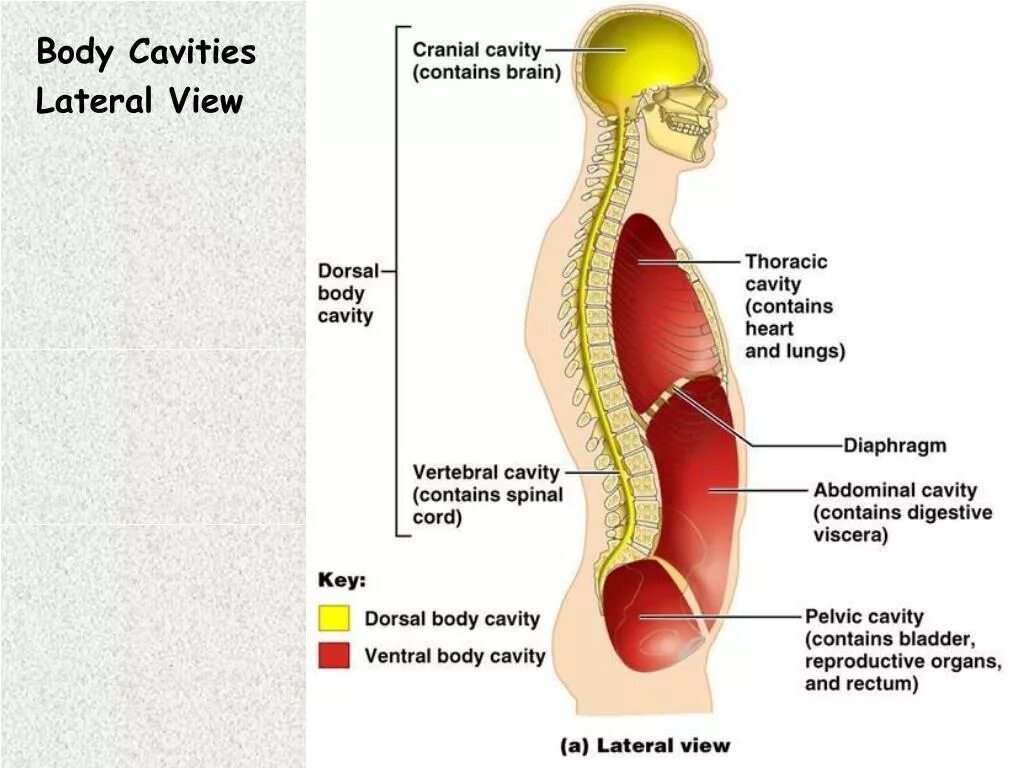 Брюшная и грудная полость тела. Полости тела человека. Полости тела человека анатомия. Части тела полости тела анатомия. Брюшная и грудная полости тела человека.