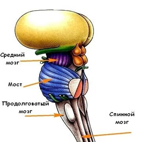 Структура ствола мозга включает. Ствол головного мозга строение. Анатомия ствола головного мозга. Ствол головного мозга строение и функции анатомия. Структуры, составляющие ствол мозга..