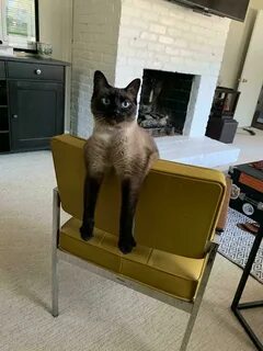 Cat chair