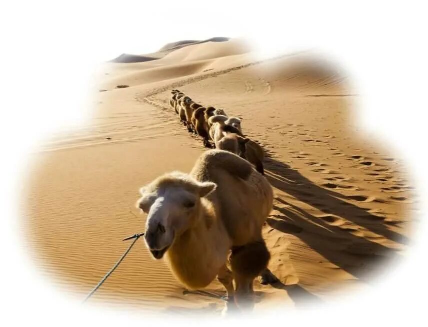 К чему снится верблюд. Приснились верблюды. Увидеть во сне верблюда. Верблюд. К чему приснился верблюд.