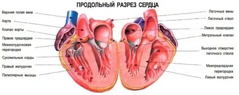 Поперечный срез сердца человека