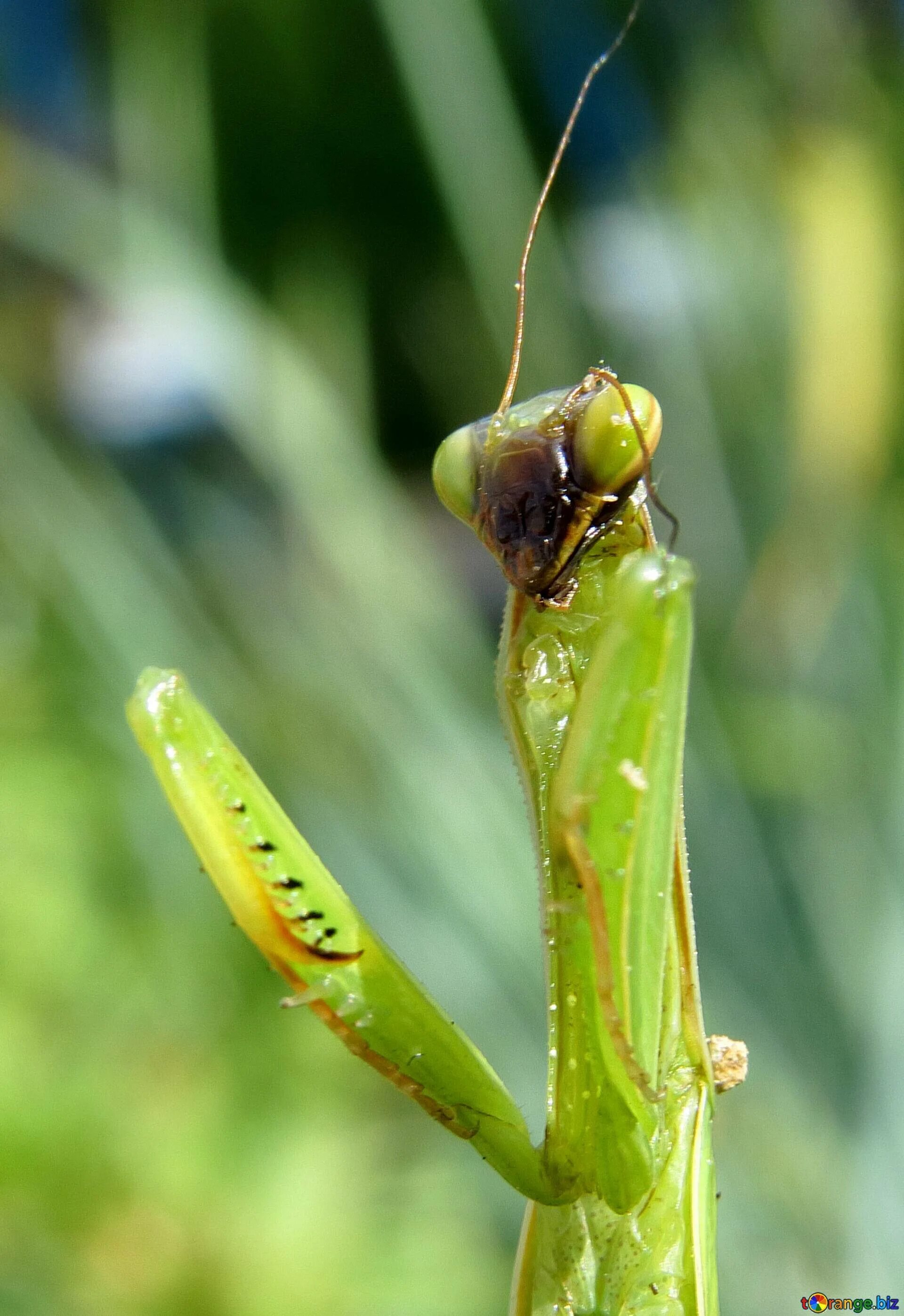 коконы богомолов. яйцо богомола. оотека древесный богомол. оотека (кокон) богомола. яйцо богомола.
