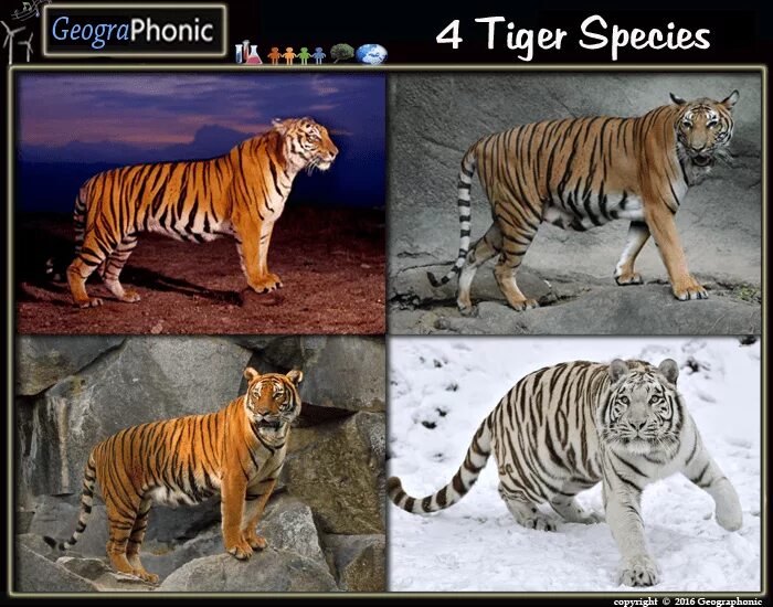 Амурский и бенгальский тигр. Амурский тигр и бенгальский тигр. Уссурийский тигр бенгальский тигр. Амурский и бенгальский тигр отличия.