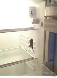 Мышь в холодильнике