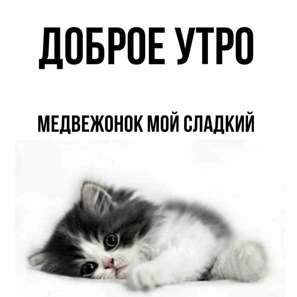 Доброе утро без тебя. Доброе утро лапочка. Доброе утро мой сладкий Медвежонок. Доброе утро лапа. Доброе утро Барсик.