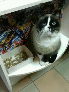 Про кота семена