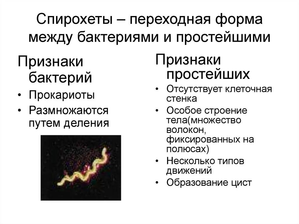 Спирохеты сходства и различия с бактериями и простейшими. Положение спирохет среди микроорганизмов. Спирохеты бактерии характеристика. Жгутики спирохет.