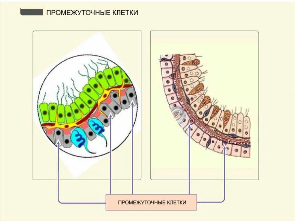 Шевелистые клетки гидры. Строение промежуточной клетки. Промежуточные клетки что это. Промежуточные клетки что это. Строение промежуточной клетки гидры.