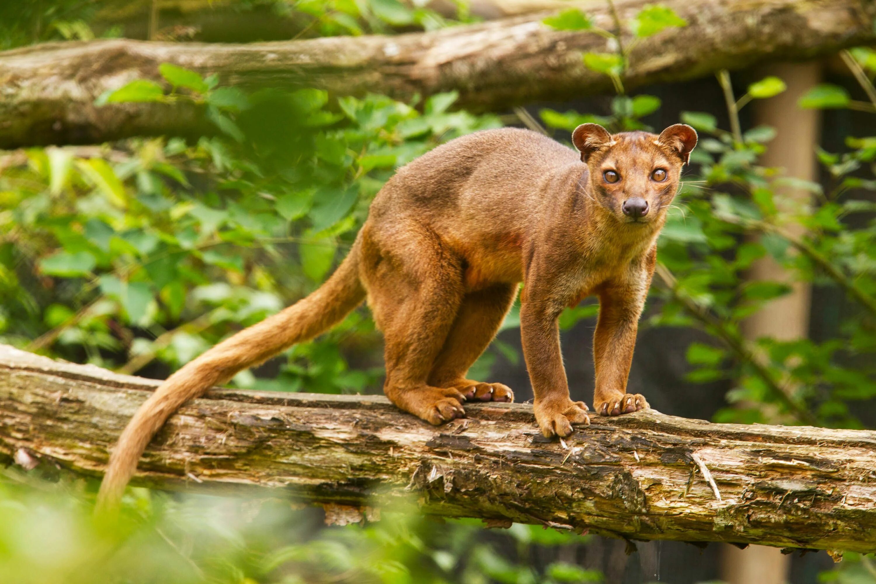 Stand animal