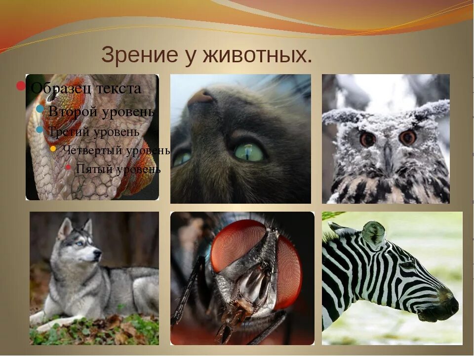 1 зрение животных. Мир глазами животных. зрение животных. цветовое зрение у животных. цветное зрение у млекопитающих.