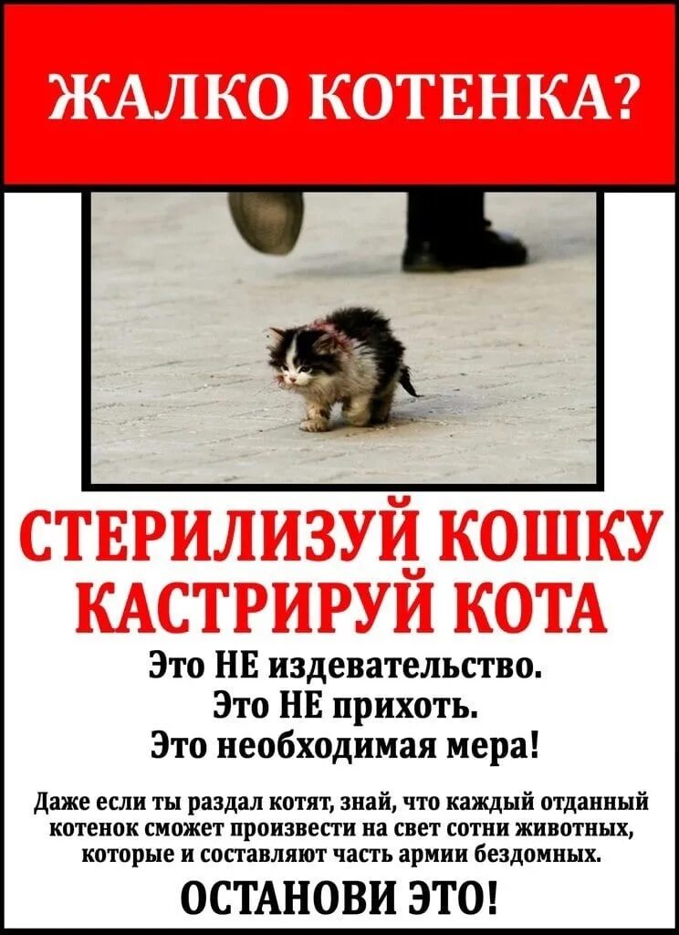 Тула помощь бездомным животным