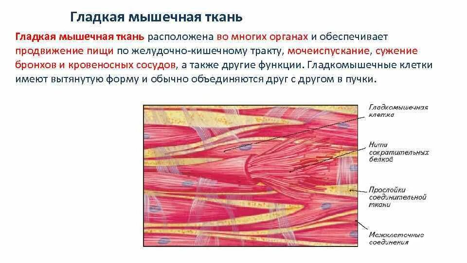 Сосудистая мышечная ткань