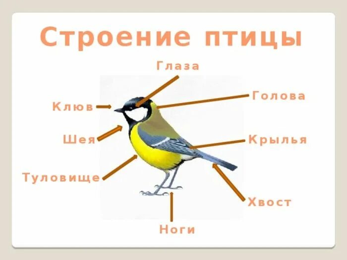 Назови части птицы