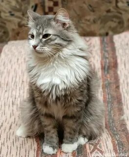 Смесь сибирского кота