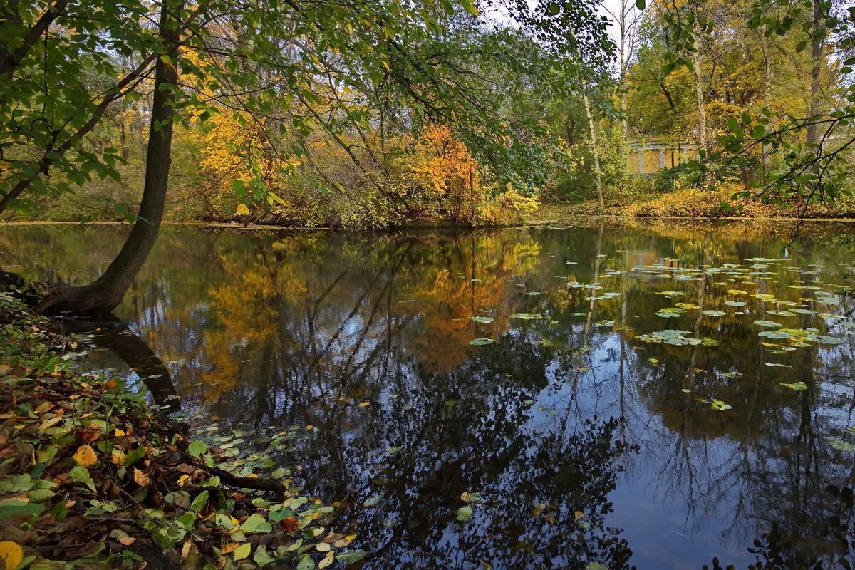 Кузьминский лес котельники. Кузьминки лес. Кузьминский лес. Кузьминский лес. Кузьминский лес.