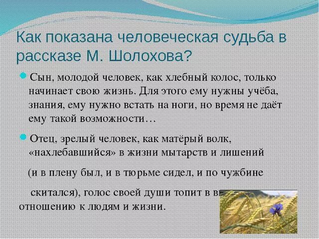 Любовь в рассказе судьба человека. Темы сочинений по рассказу судьба человека. История с Ванюшкой судьба человека. Сочинение судьба человека Шолохов. Сочинение на тему судьба человека.