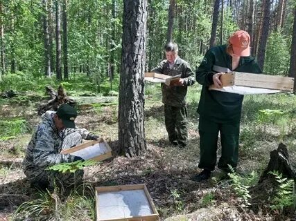 Курганское лесничество