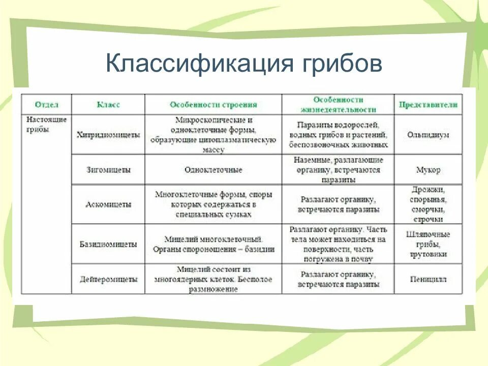 Группы грибов 7 класс биология. Отделы грибов таблица 7 класс. Отделы грибов таблица 7 класс биология. Классификация грибов микробиология таблица. Царство грибов классификация.